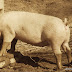 if that aint just the pigs ass