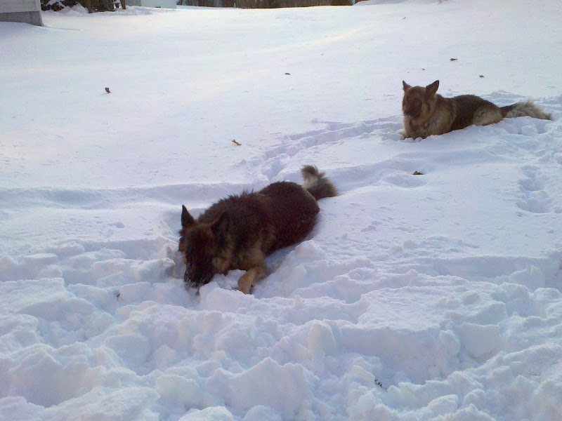 Lazy dogs