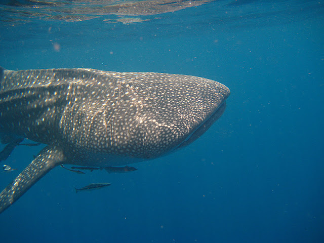Когда и где в Тайланде выше вероятность увидеть китовых акул