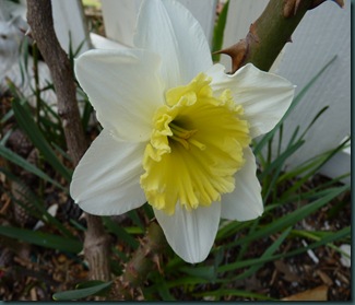 March 2010 Angels & empty pots 003