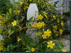 Spring walk in garden 007