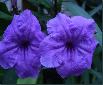Late summer flowers 2009 005