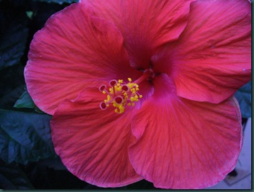 Late summer flowers 2009 026