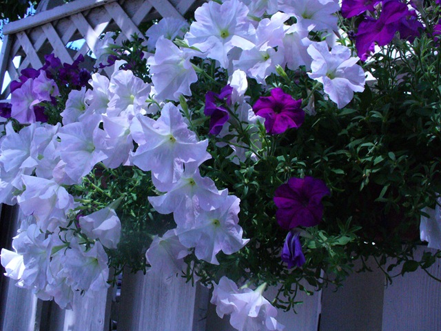 [Late summer flowers 2009 011[4].jpg]