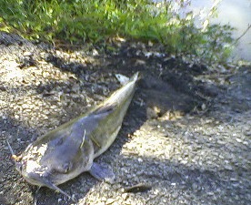 [catfish[6].jpg]
