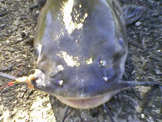 [catfish 3[4].jpg]