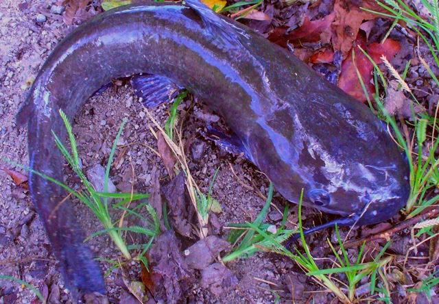 [Misc Sept. 2009 079[5].jpg]