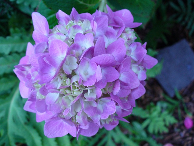 [Very last walk in garden 2009 010[2].jpg]