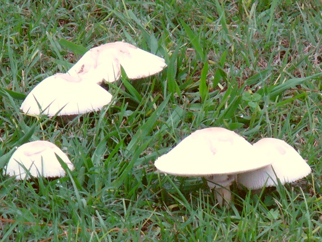 [cooking pics and wordless blog post on trails 2009 036[9].jpg]