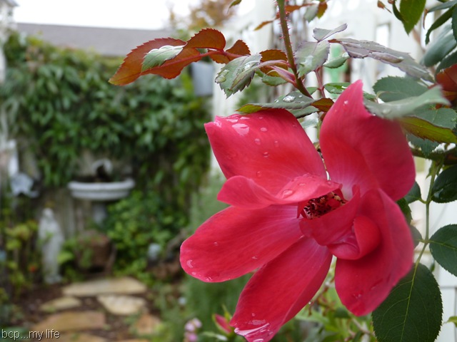 [My garden as it wanes 2010 005[11].jpg]