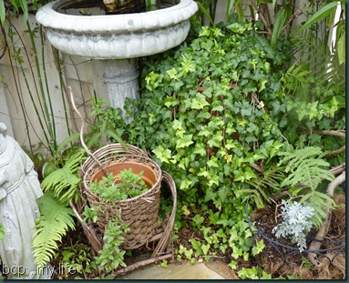 My garden as it wanes 2010 006