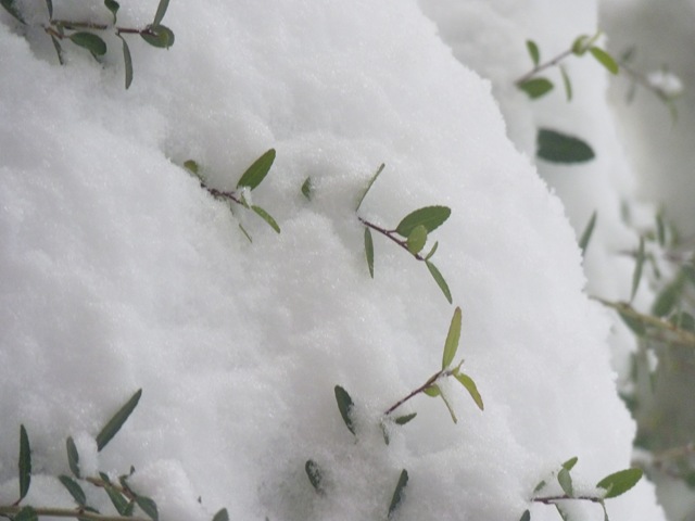 [Jan 10 2011 8-9 inches of snow 012[2].jpg]