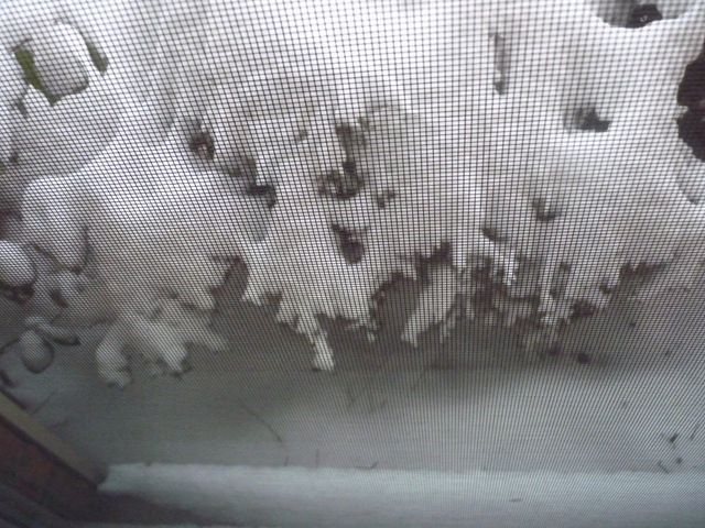 [Jan 10 2011 8-9 inches of snow 003[4].jpg]