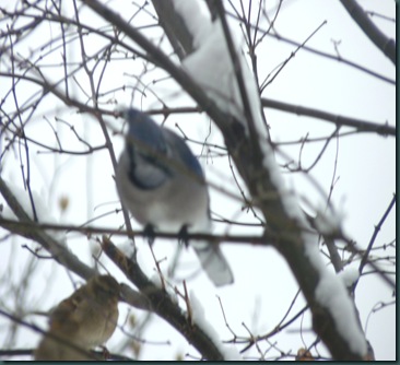 4 & 20 ____Birds 003