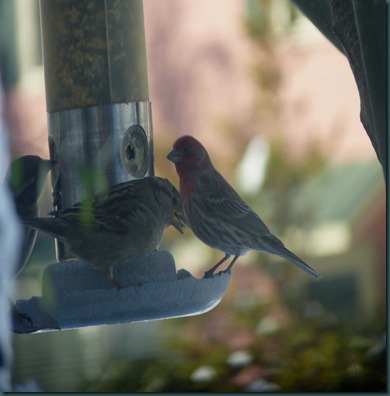 4 & 20 ____Birds 013