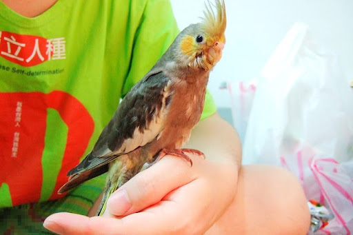 玄鳳-該該 玄鳳-該該