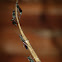 Carpenter ant