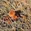 Golden waxy cap
