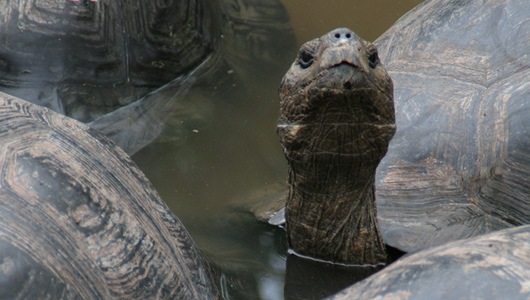 [tortoise2[3].jpg]