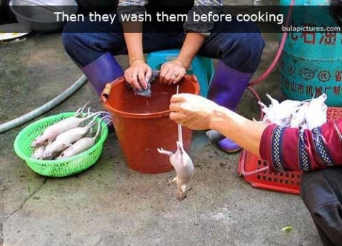 [rat_for_dinner_0033.jpg]