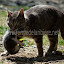 Grisemine transporte un de ses chatons
