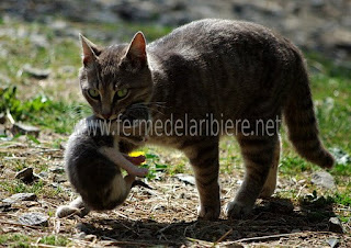 Grisemine transporte un de ses chatons