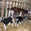 Lili et ses chevreaux de 3 heures