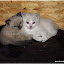 Deux petits chatons sont nés sur notre ferme pédagogique.