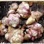 Copyright: ferme pédagogique de la Ribiere de Bord -www.fermedelaribiere.net -