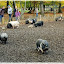 Un weekend de repos hors de notre ferme à Guédelon