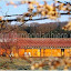 Notre grand chalet de 19 place un matin de printemps.