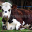 Salsa, notre vache normande