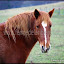Nalezan, notre cheval de race pottock