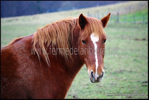Nalezan, notre cheval de race pottock Nalezan, notre cheval de race pottock