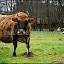 Florette, notre vache jersiaise