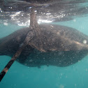 Manta ray