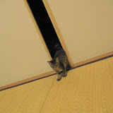 ちーっす