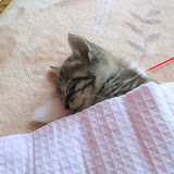 遊び道具である猫じゃらしを枕代わりに