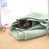 タオルは気持ちいい