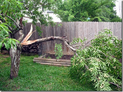 Peach Tree 2 Peach Tree 2