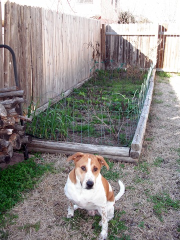 [Garden, Before[10].jpg]