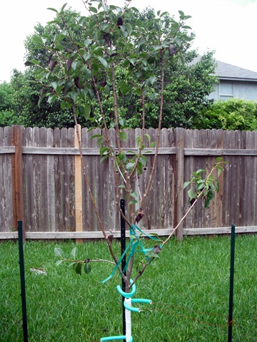 [Pear Tree[3].jpg]