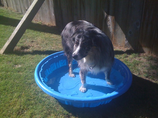 [Mojo cooling off in the pool[9].jpg]