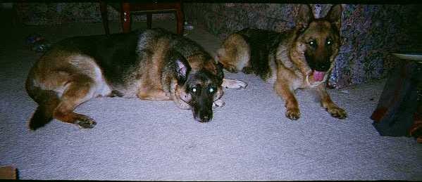 [2Dogs[3].jpg]