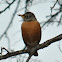 American Robin
