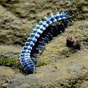 Millipede