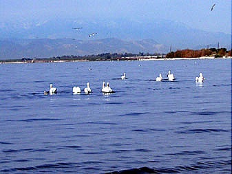 [pelicans-in-water[5].jpg]