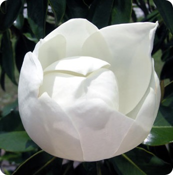 magnolia-closed