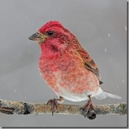 Purple finch