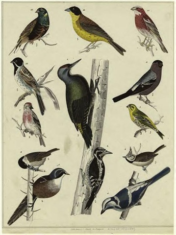 [Audubon birds3[4].jpg]